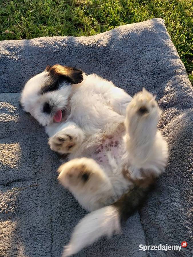 Shih tzu Łódź