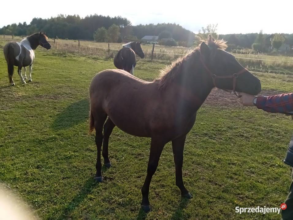 Sprzedam ogierka huculskiego Radawa