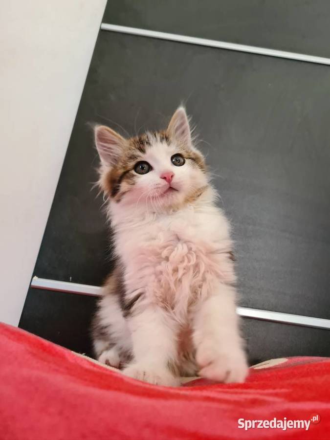 Maine Coon świętokrzyskie