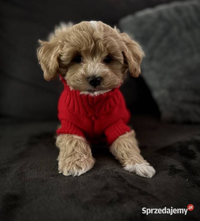 Maltipoo ciemny chłopiec gotowe do odbioru Wadowice
