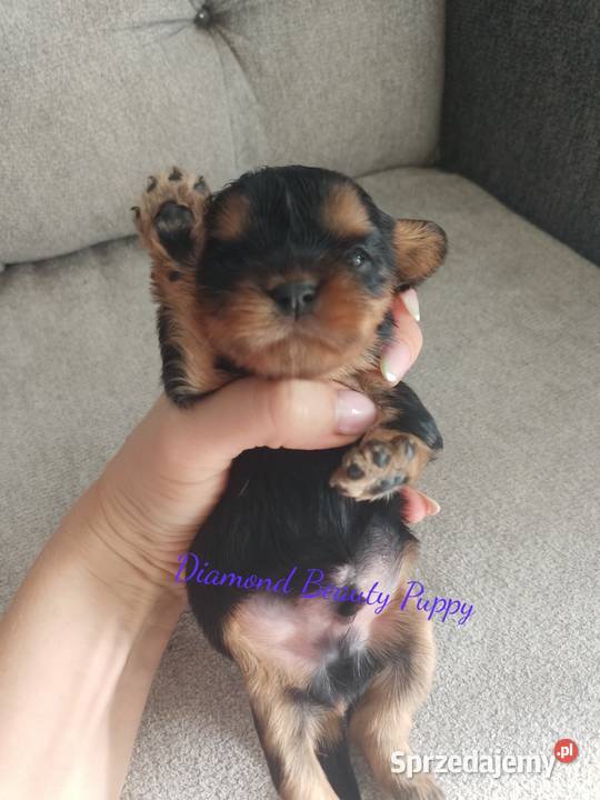 Suczka Cavalier King Charles spaniel maści Bt śląskie sprzedam