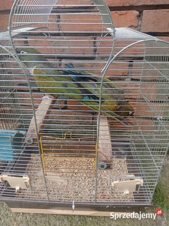 Patagonki Wawrzeńczyce sprzedam