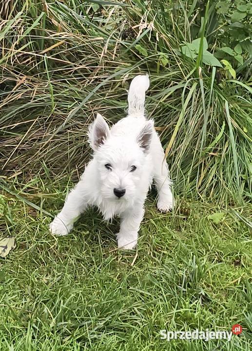 West highland white terrier westi zkwp FCI