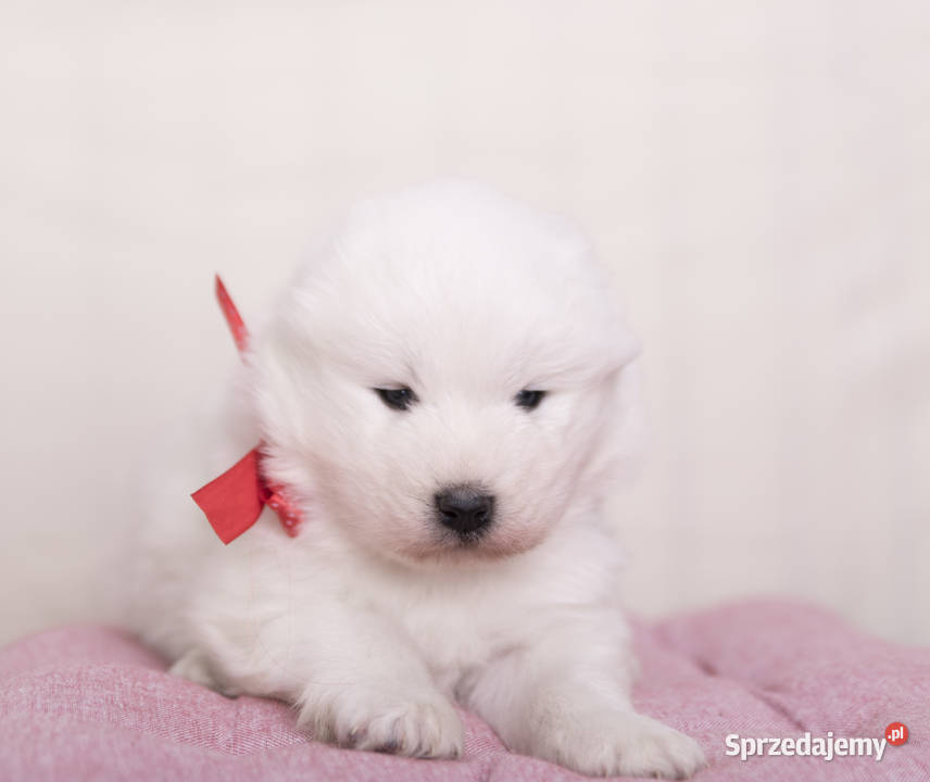 Samoyed Samojed FCI kilkunastoletnie