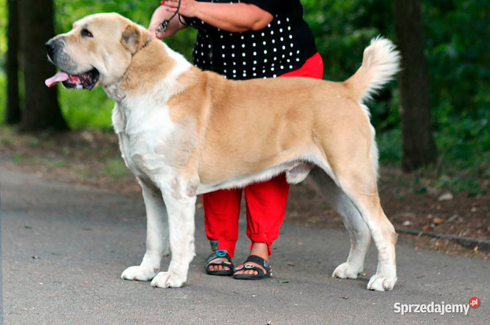 Owczarek Środkowoazjatycki zapowiedź miotu Konin