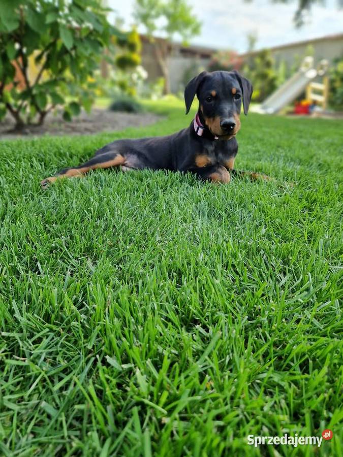 Szczeniaki doberman rodowód