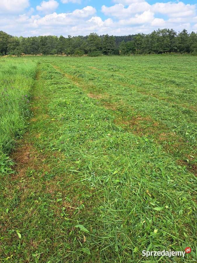 Siano w balotach koni baloty siana koni bydła śląskie Siewierz