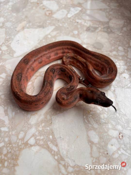 Boa cesarski hypo Leopard Katowice sprzedam
