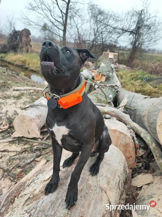 Lokalizator GPS psa bez abonamentu wodoodporny Lubartów