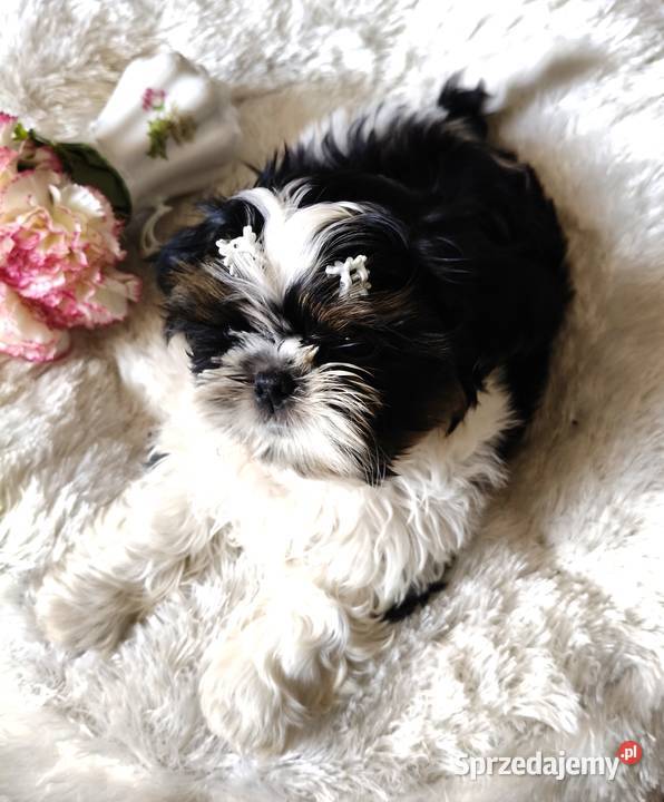 Shih tzu piesek FCI Shih Tzu Wałbrzych