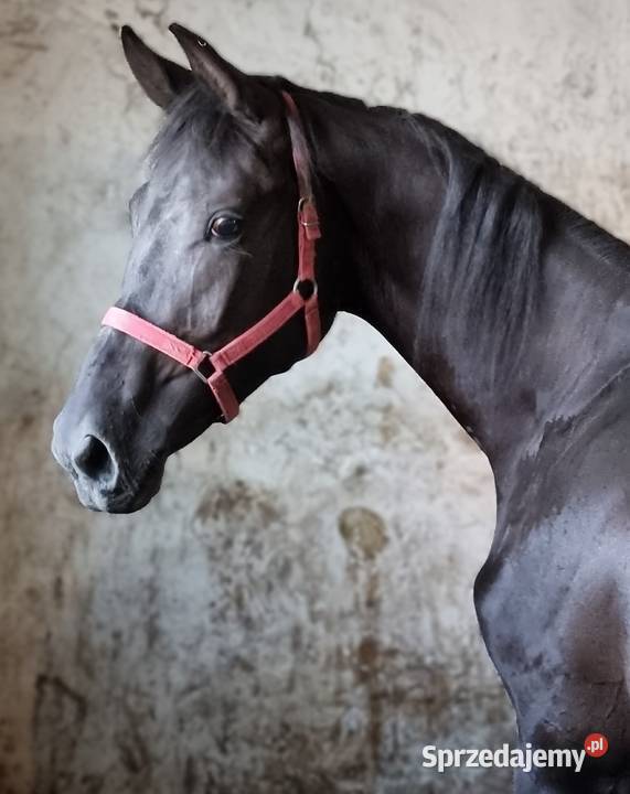 Kary ogier na sprzedaż wielkopolskie