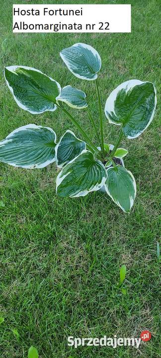 Hosta Fortuneli Albomarginata