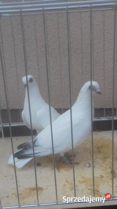 Gołębie rasowe ozdobne WINERKI podkarpackie Strzyżów