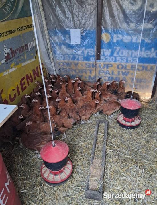 Kurki Rosy kury Kościan