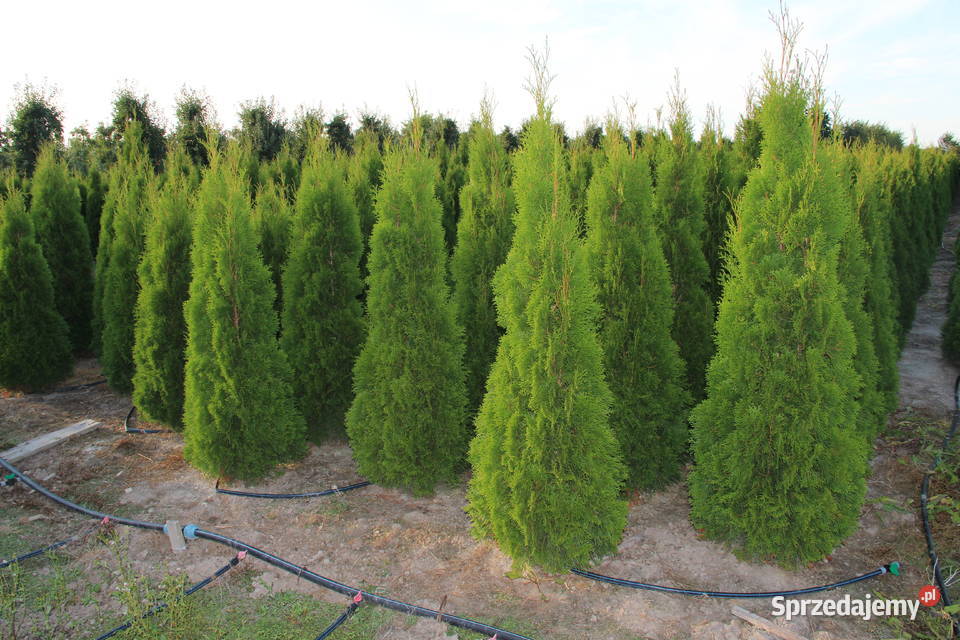 Tuja SzmaragdThuja Smaragd 140160 SUPER JAKOŚĆ Mogielnica sprzedam