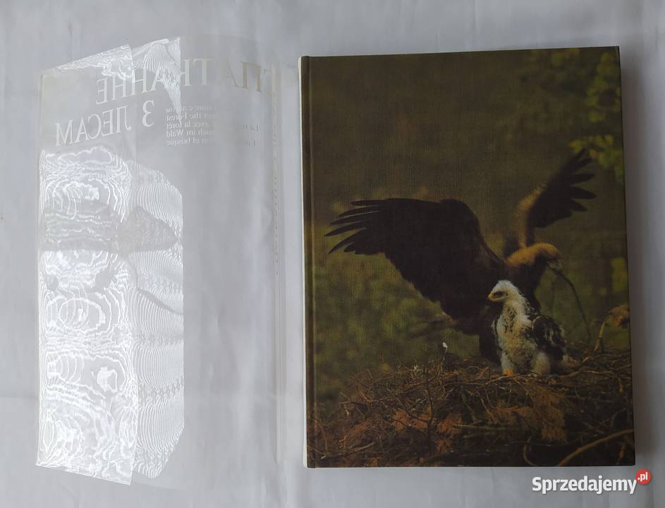 Spotkanie z lasem C Hajnówka