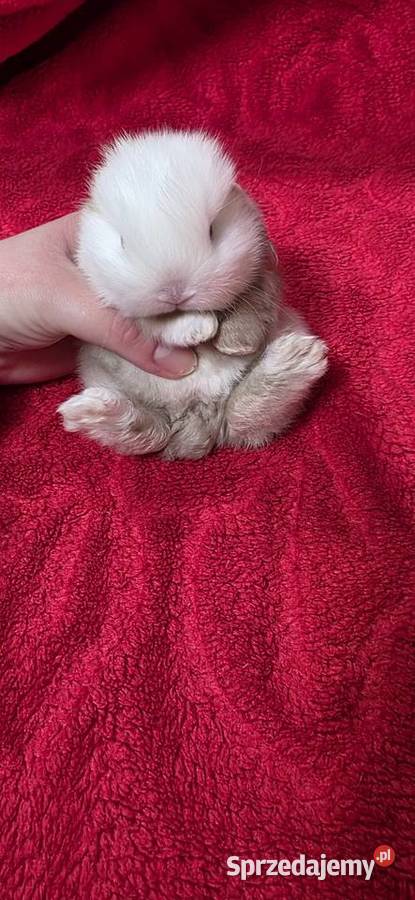 Króliczki Mini Lop wielkopolskie