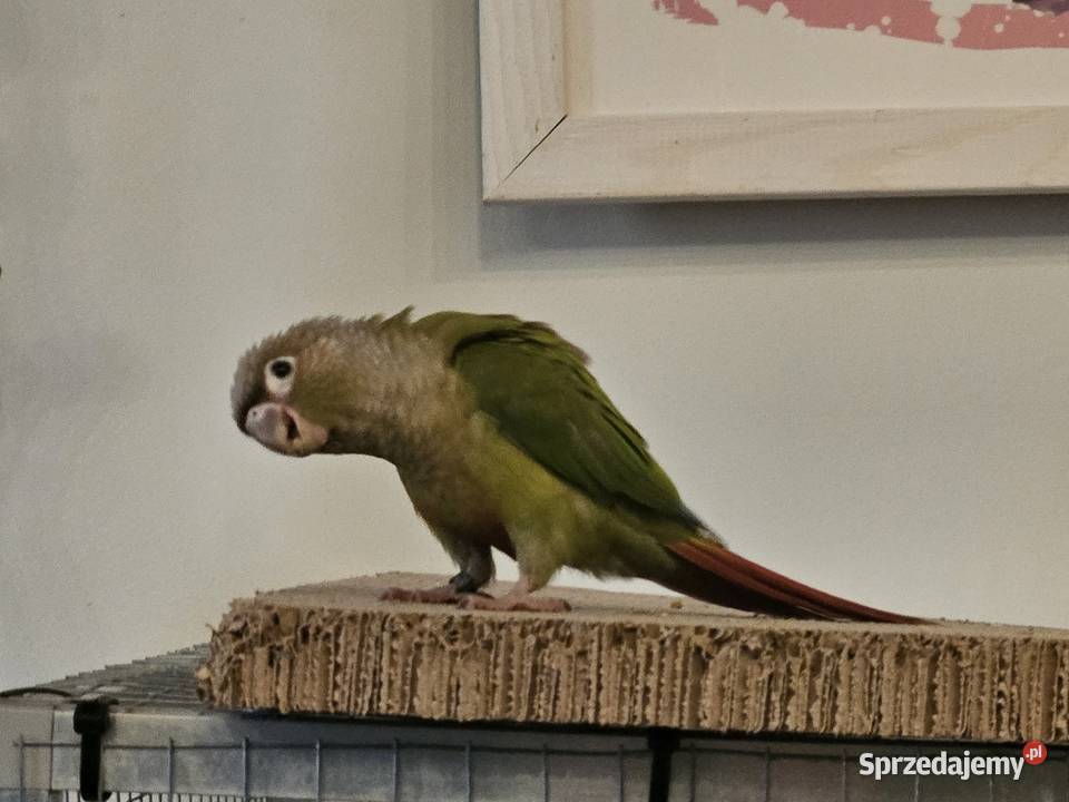 Papuga rudosterka pupil rudosterki oswojone Chodzież