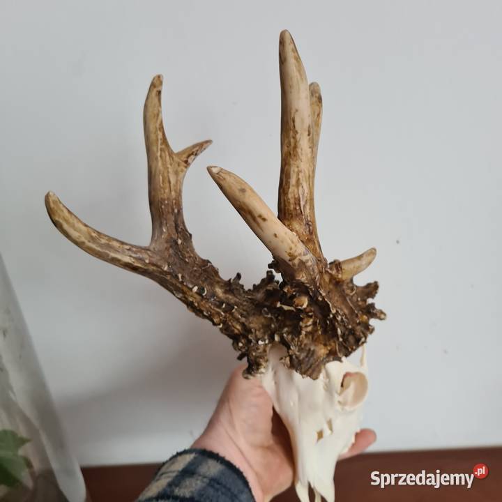 NPWOŚĆ Kopia rekordu świata Czechy 810 gr 223CIC Orzesze