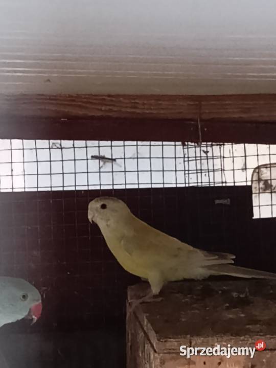 Papugi Dorosłe Ślask Czechowice-Dziedzice