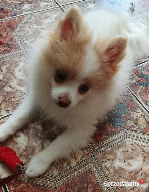 Szpic Miniaturowy Pomeranian Unikatowe Zgierz