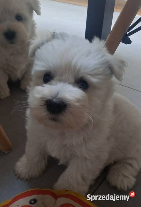 West Highland white terrier Szadek