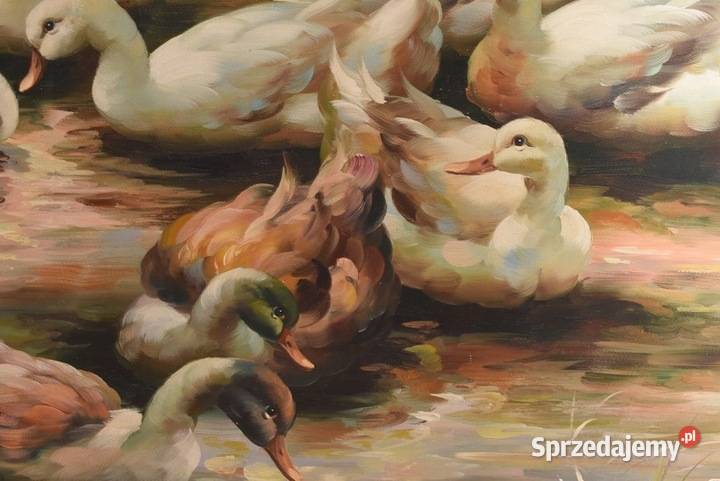 Rodzina Kaczek Kaczki Kaczka Złota Rama Obraz Obrazki i obrazy Kraków sprzedam