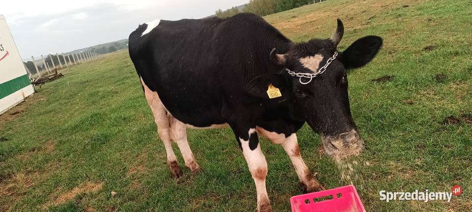 Jałówki hf wysokocielna świętokrzyskie Łopuszno