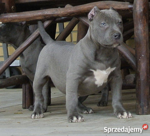 American Pitbull Psy Białystok