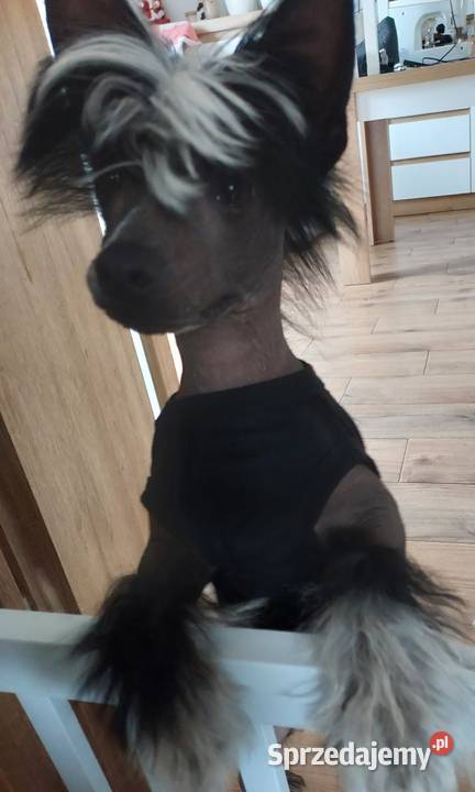 Chiński Grzywacz ZKwPFCI samiec THL Czarna Dąbrówka
