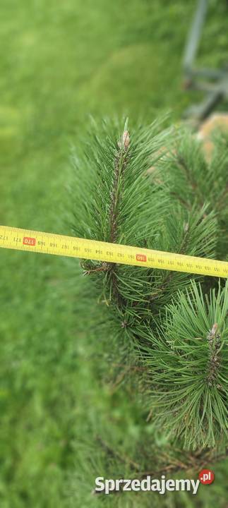 Bonsai sosna świerk jodła małopolskie Chrzanów sprzedam