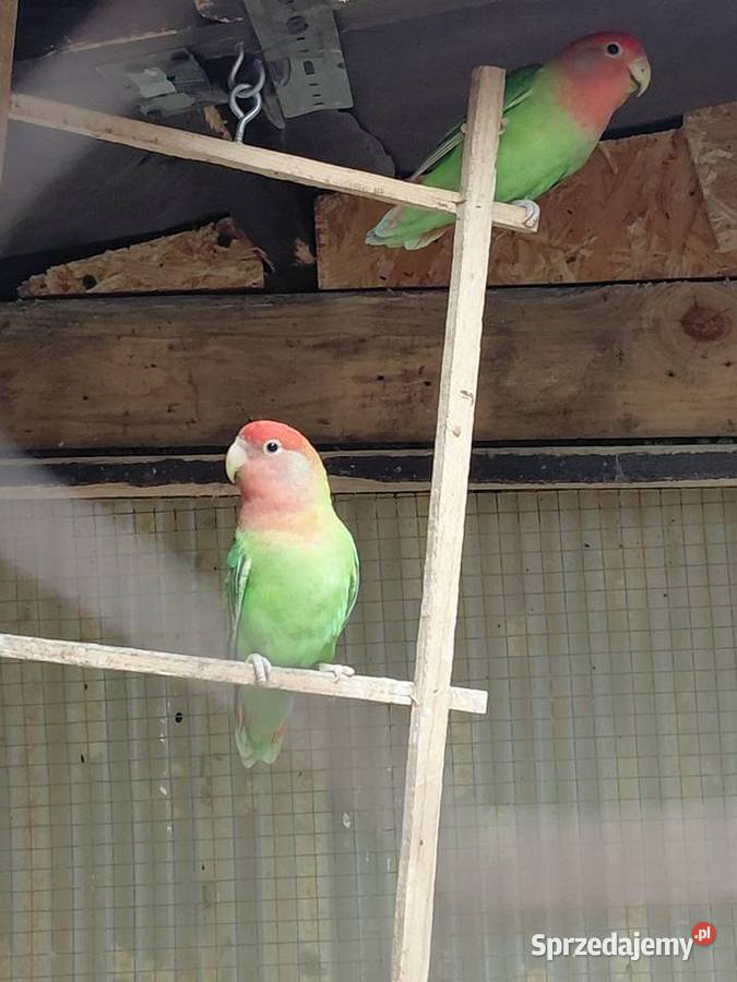 Sprzedam nierozłączki