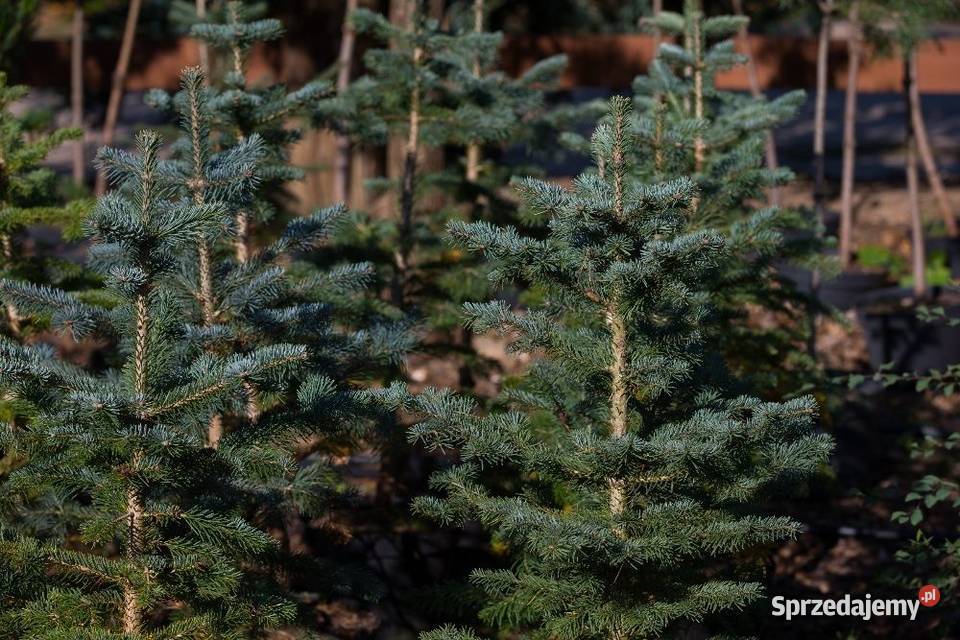 Jodła arizońska Abies lasiocarpa wys 3050 donica
