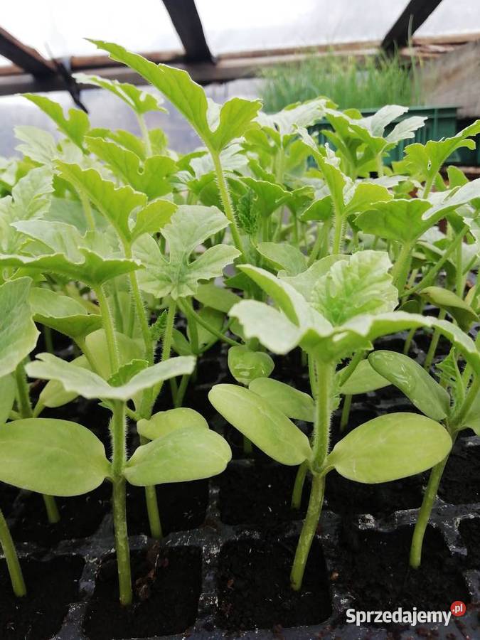 Sadzonka Arbuza Sandomierz