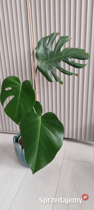 Monstera deliciosa lubelskie