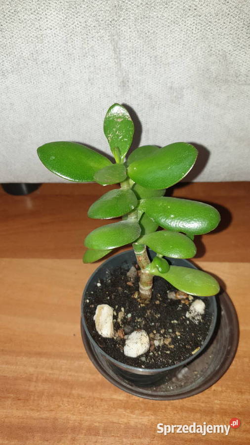 Grubosz crassula drzewko szczęścia mazowieckie Warszawa