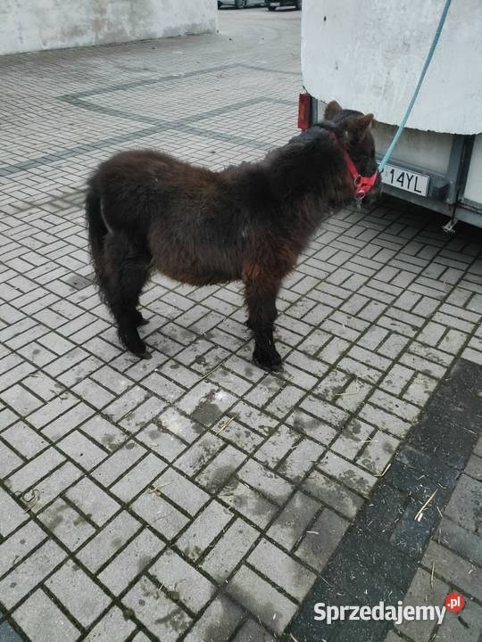 Mini ogierek kuc szetlandzki łódzkie Brzeziny