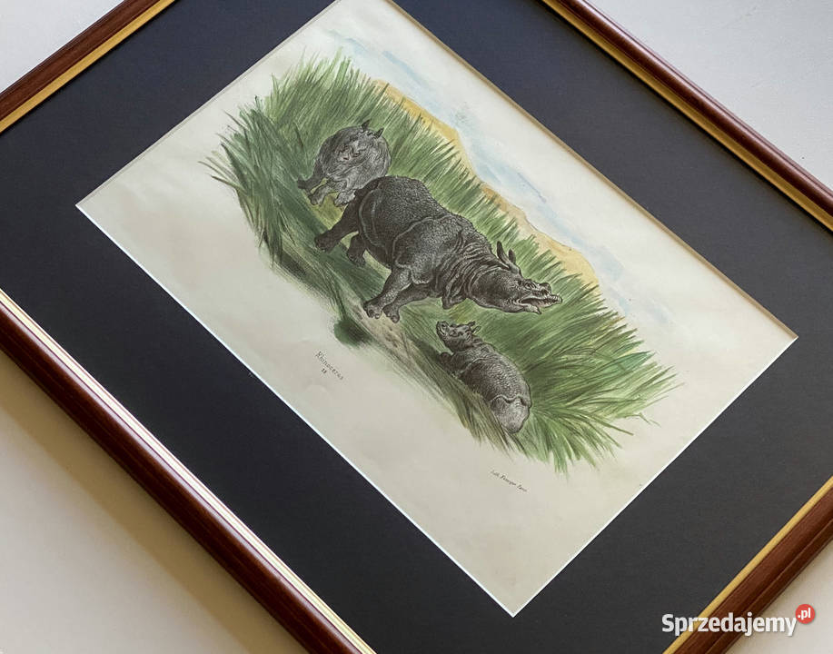 Francuska Litografia XIX wiek Nosorożec