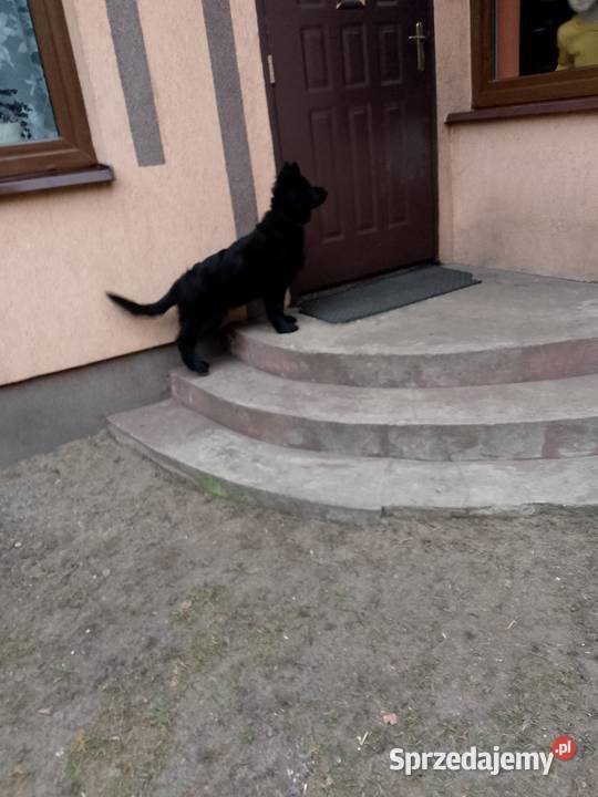 Owczarek niemiecki Psy Tomaszów Mazowiecki