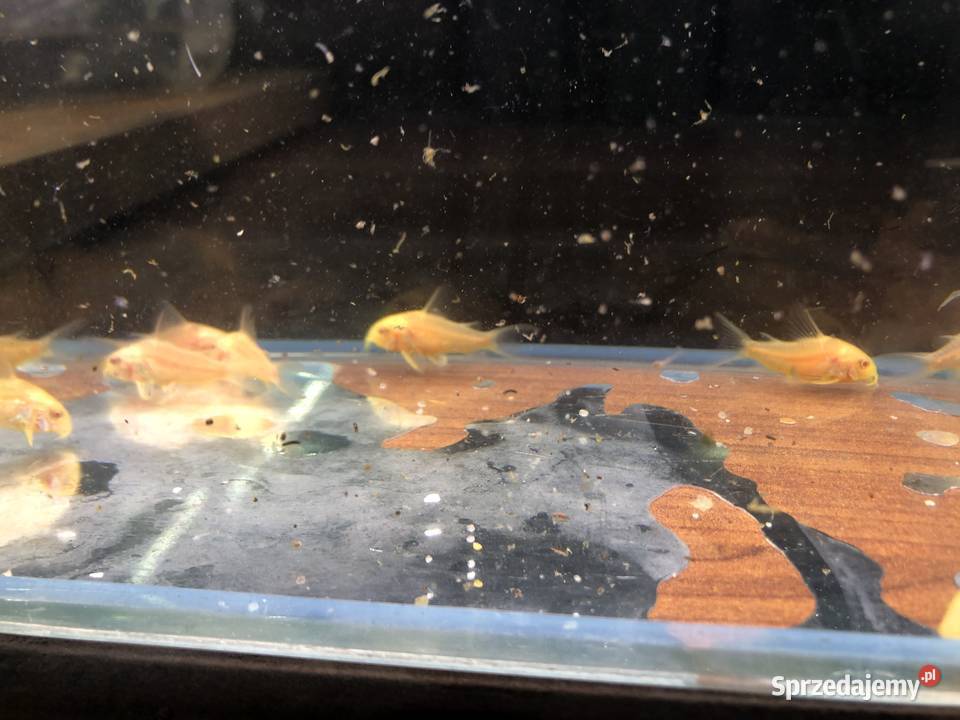 Kirys złoty kirysek albino Ryby Zwierzęta