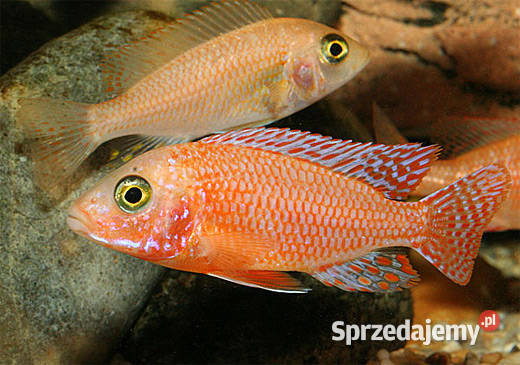 pyszczaki, Aulonocara sp. Fire fish