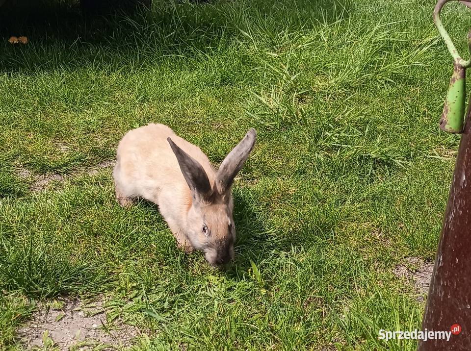 Samica srokacz niemiecki Górki sprzedam