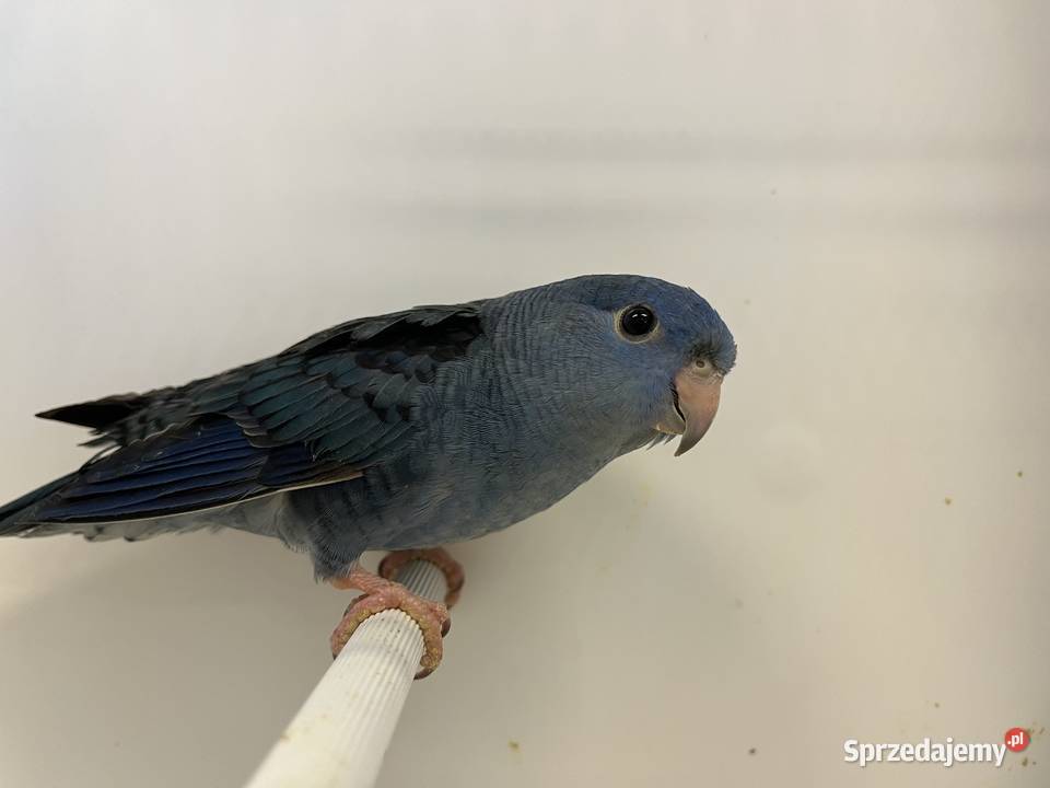 Katarzynki Stokówki Prążkowane podkarpackie Przeworsk