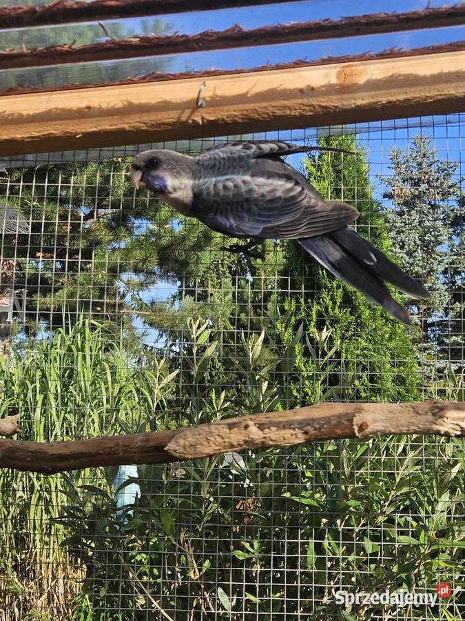 Rozelle Królewskie niebieskie Poznań