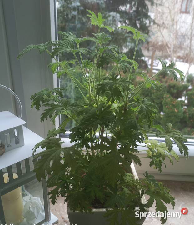 Kwiat doniczkowy Geranium Poznań