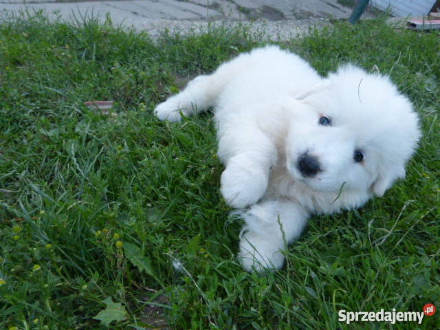 SPRZEDAM OWCZARKI PODHALAŃSKIE Raba Wyżna