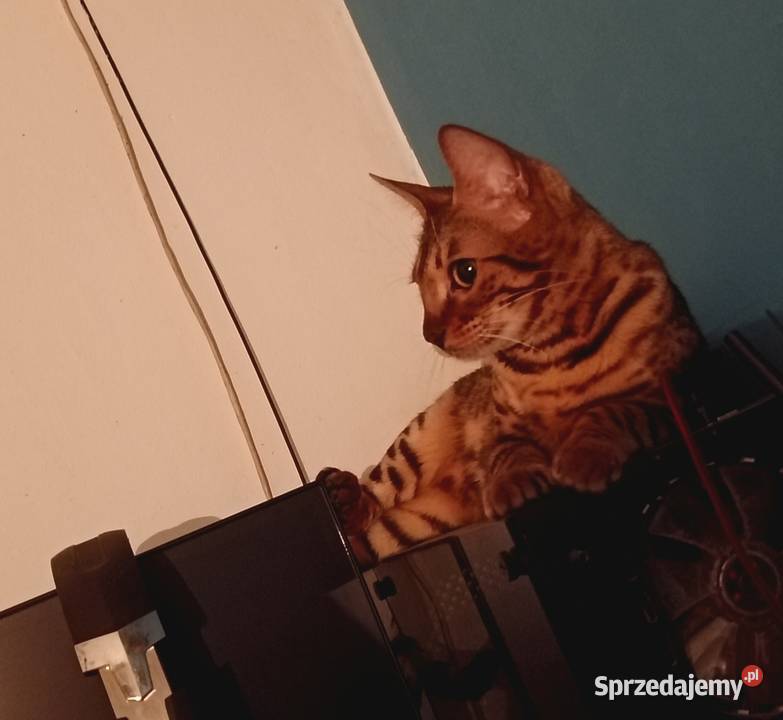 Sprzedam 2 śliczne Kotki Bengalskie Warszawa