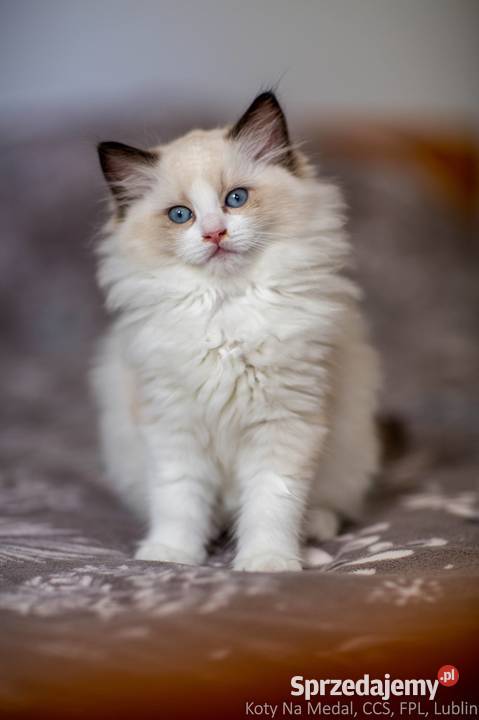 Cudowne kociaki Ragdoll FPL prawdziwy rodowód lubelskie Lublin sprzedam