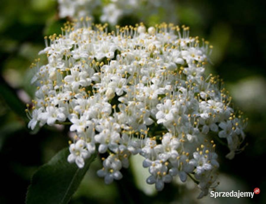 KALINA ŚLIWOLISTNA Viburnum prunifolium NASIONA kujawsko-pomorskie