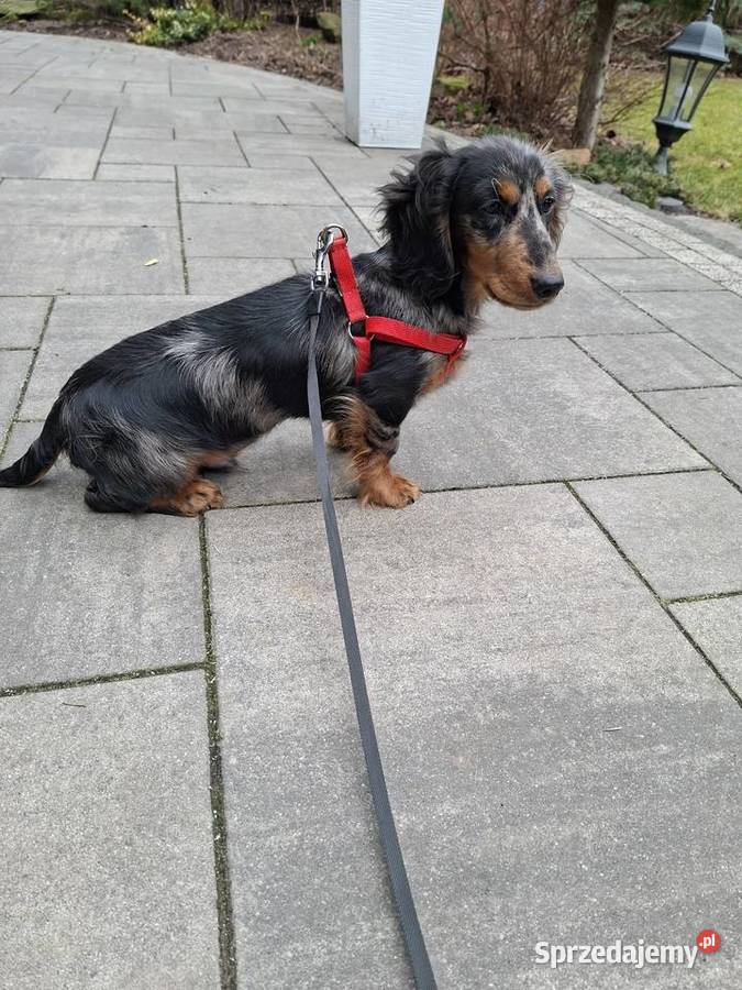 Jamnik długowłosy merle piesek